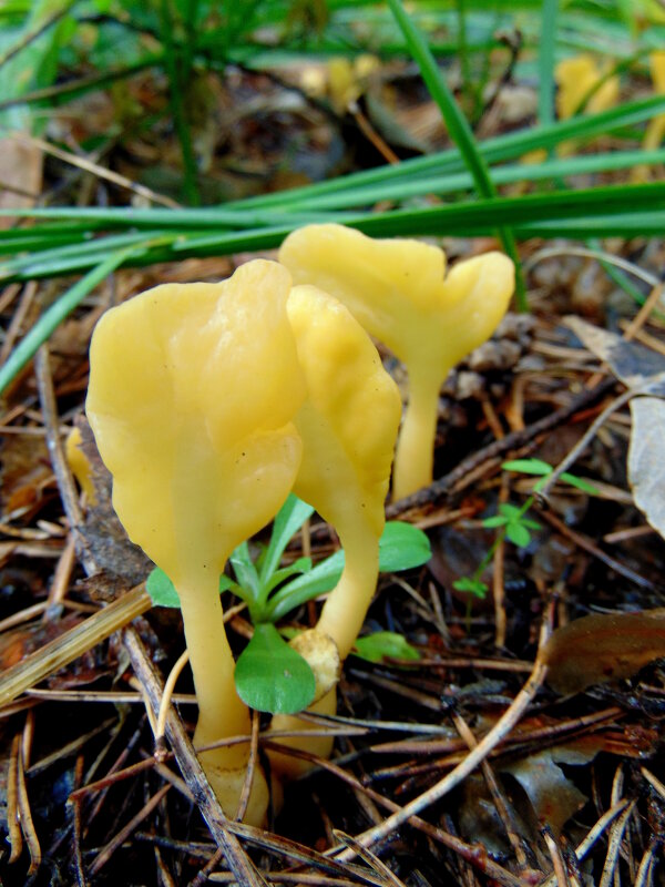 Грибы лопатка. - nadyasilyuk Вознюк