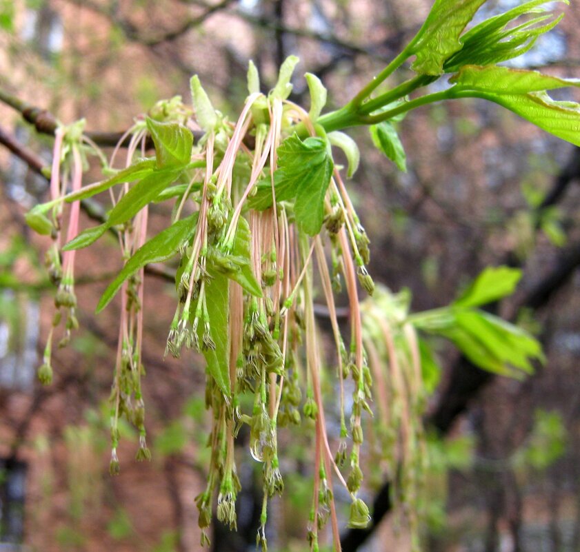 Весеннее - Елена Семигина