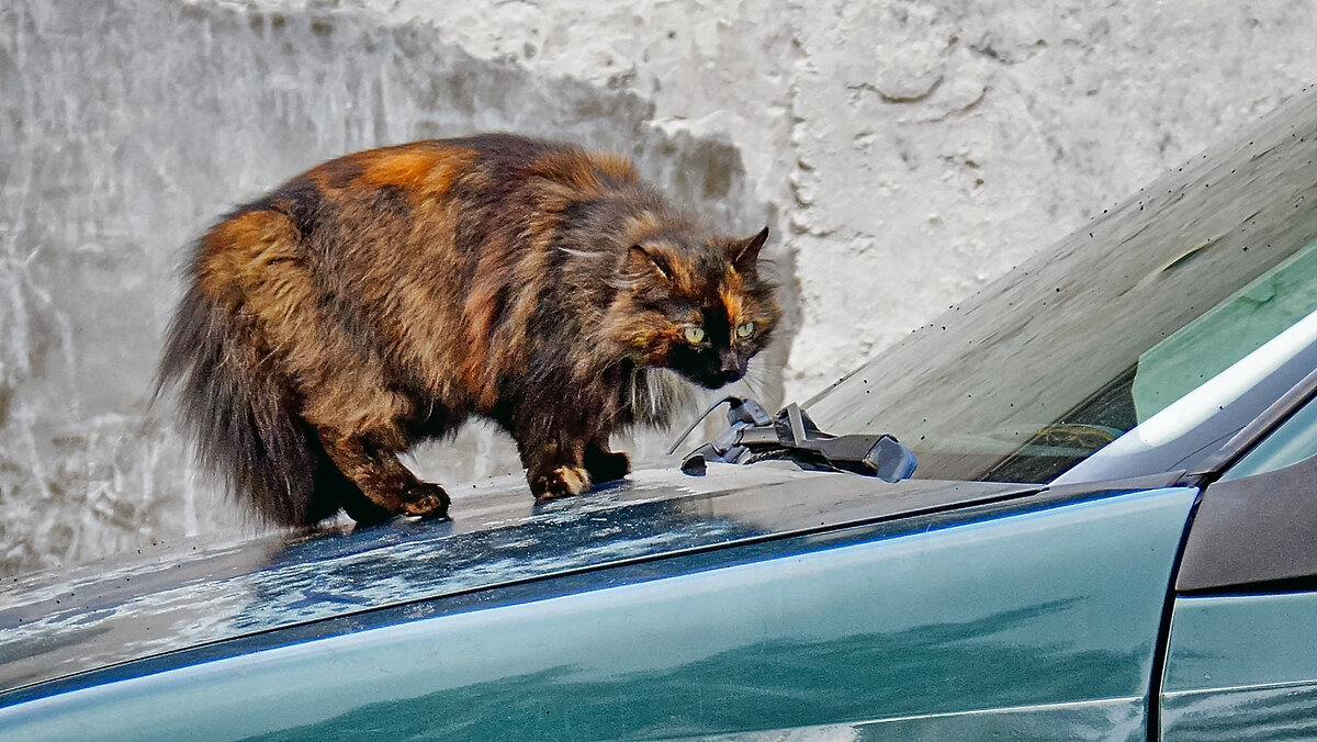 Ни стыда, ни совести - Alexandеr P