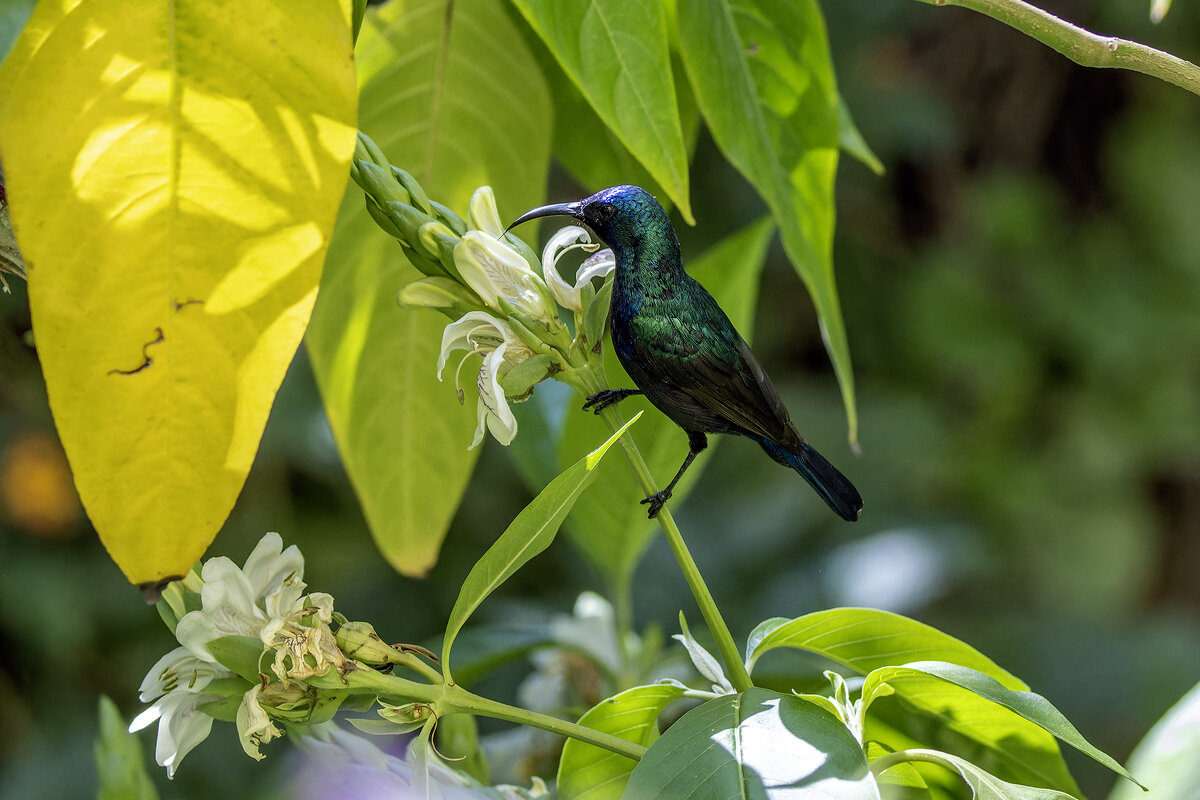 Палестинская нектарница. - Alexander Amromin