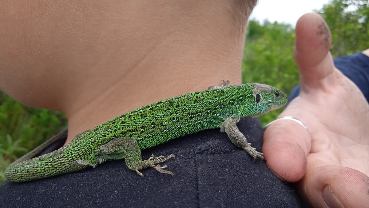 дети и ящерка - Елена Шаламова