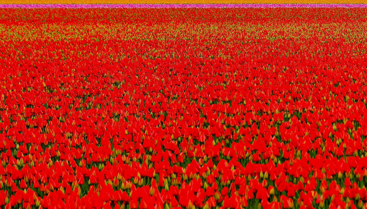 Царство цветов(серия) - Владимир Манкер