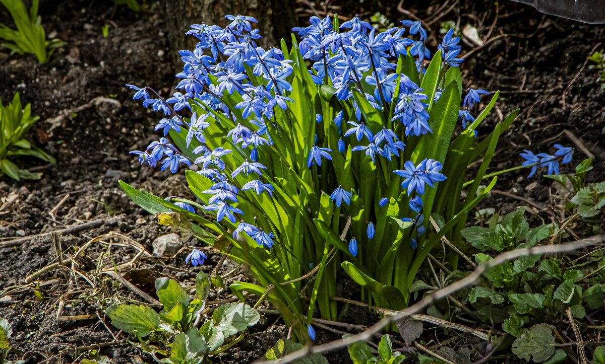 Пролески. - Петр Беляков