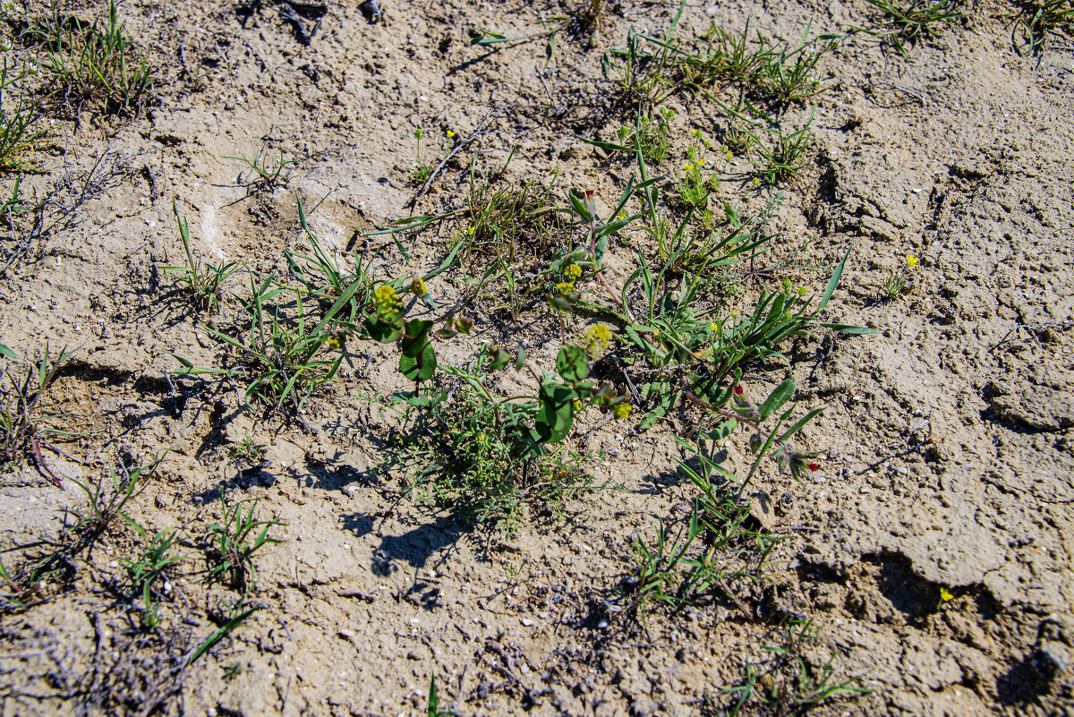 В степи Мангыстау - Анатолий Чикчирный