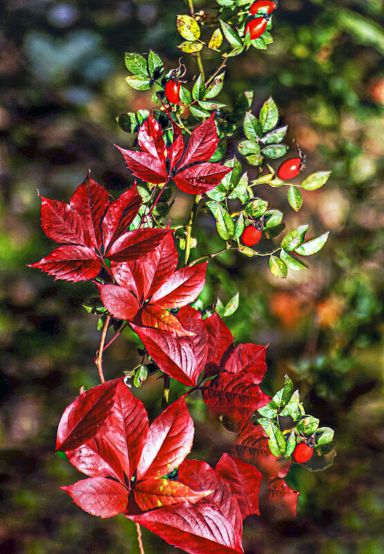 Осеннее - Владимир Кроливец Осеннее - Владимир Кроливец