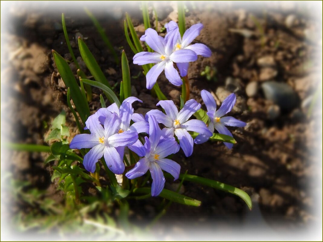 Хионодокса люцилии - Валентина Надсон