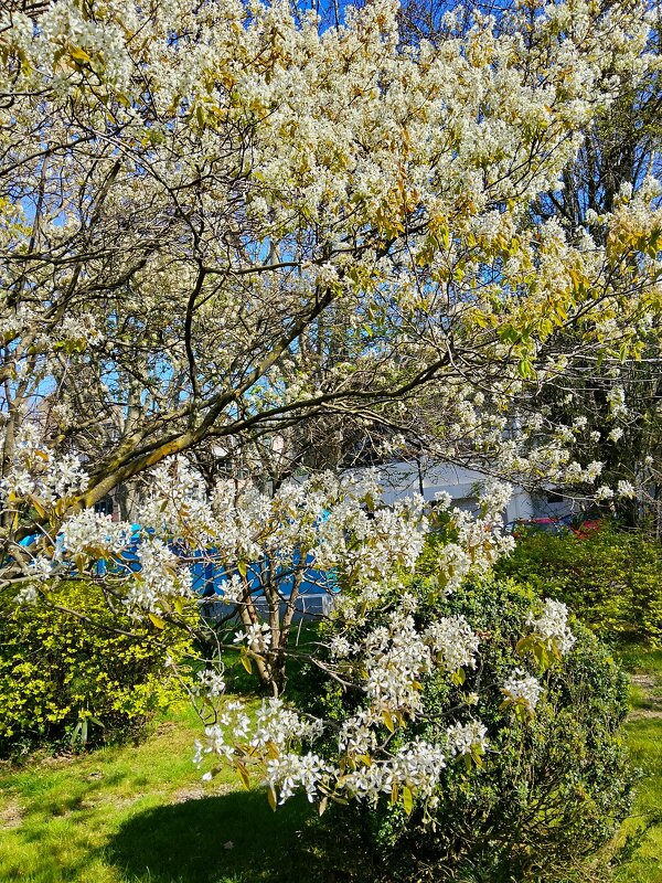 Ирга Ламарка - Tata Wolf Ирга Ламарка - Tata Wolf