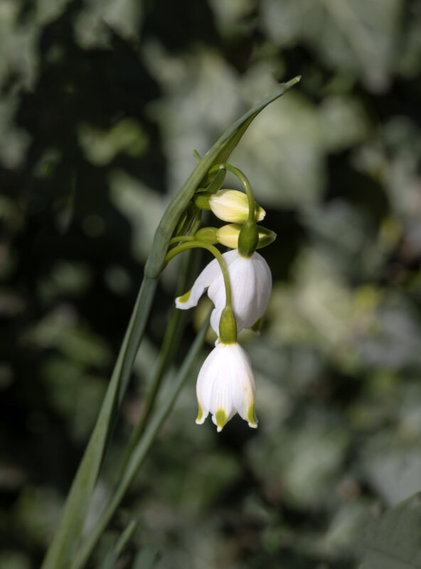 Когда ветра голосят на рассвете... - Валерий Басыров