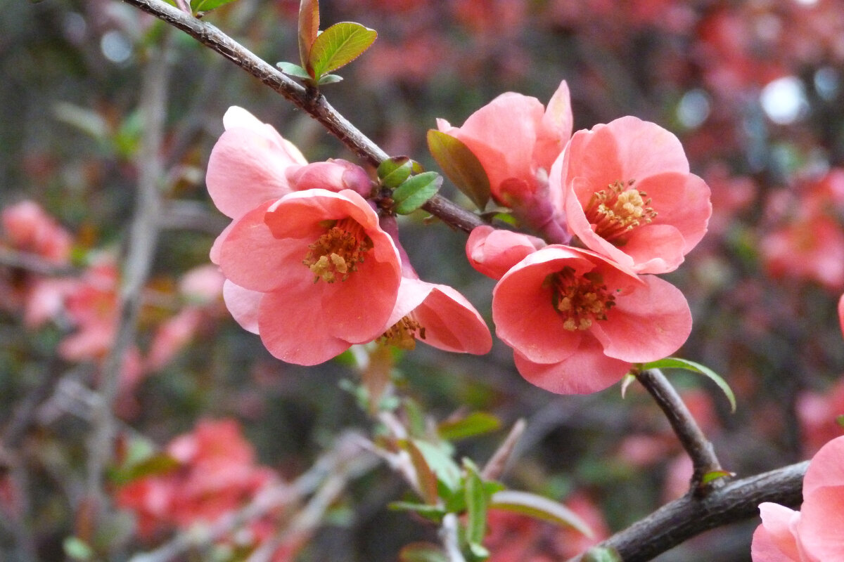 Японская  айва - Валентин Семчишин