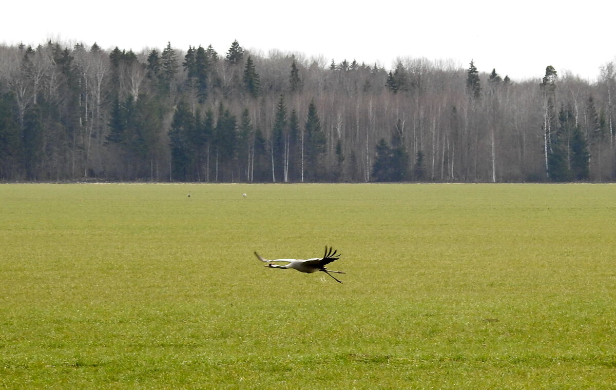 весенние зарисовки - ИННА ПОРОХОВА