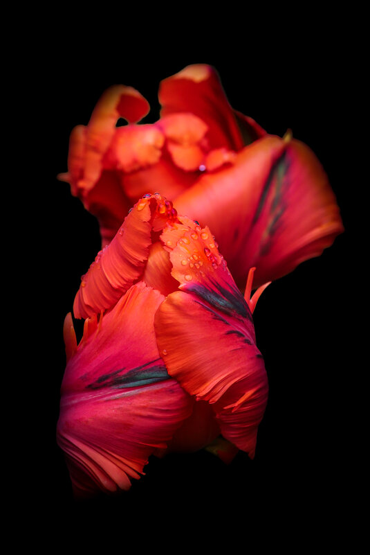 Попугайные тюльпаны - Игорь Шевченко