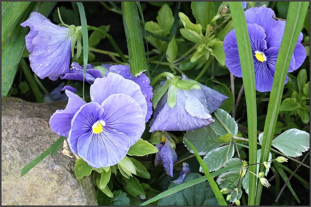 Анютины - ZNatasha -