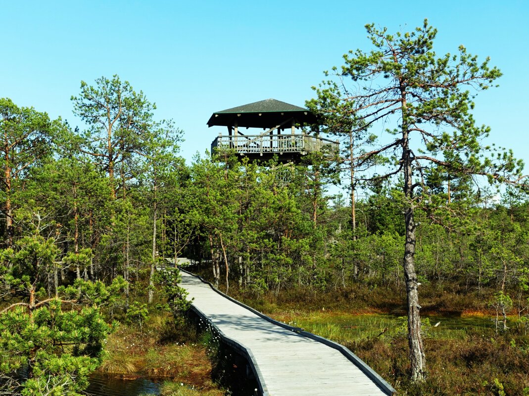 С туристической тропы болота Виру - Aida10 