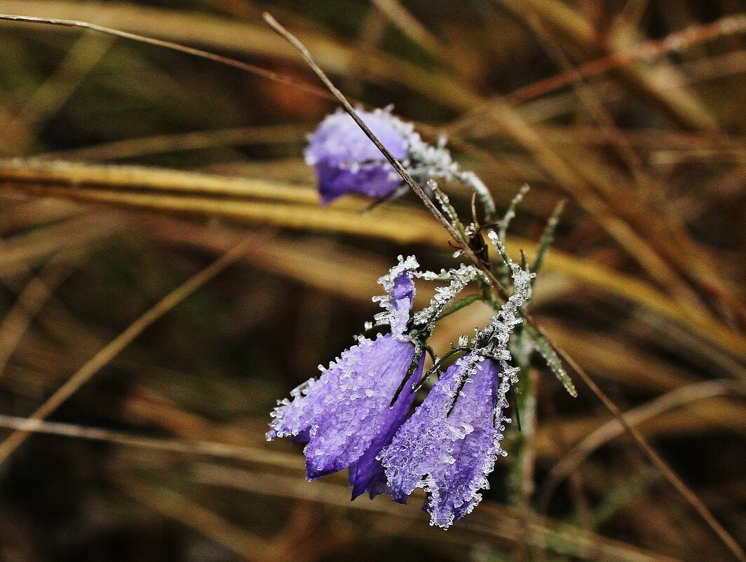 ...предзимье - Александр Герасенков