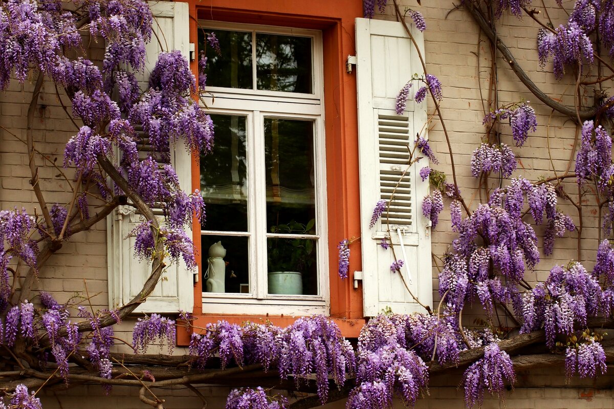 Окно с глицинией - Юрий. Шмаков