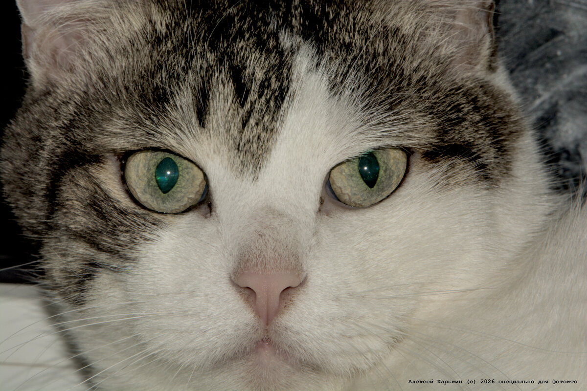 Портрет Вареника - Алексей Харькин