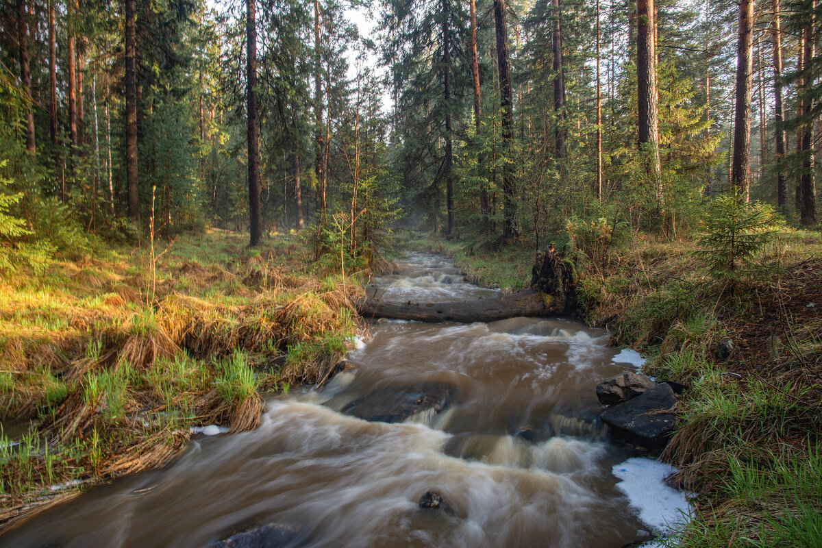 Весенний лес - Vladimbormotov 