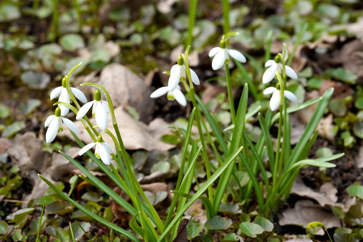 Первоцветы - Татьяна Тюменка