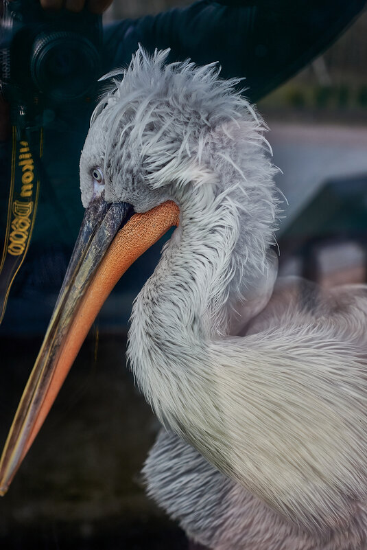 пеликан - Александр Леонов