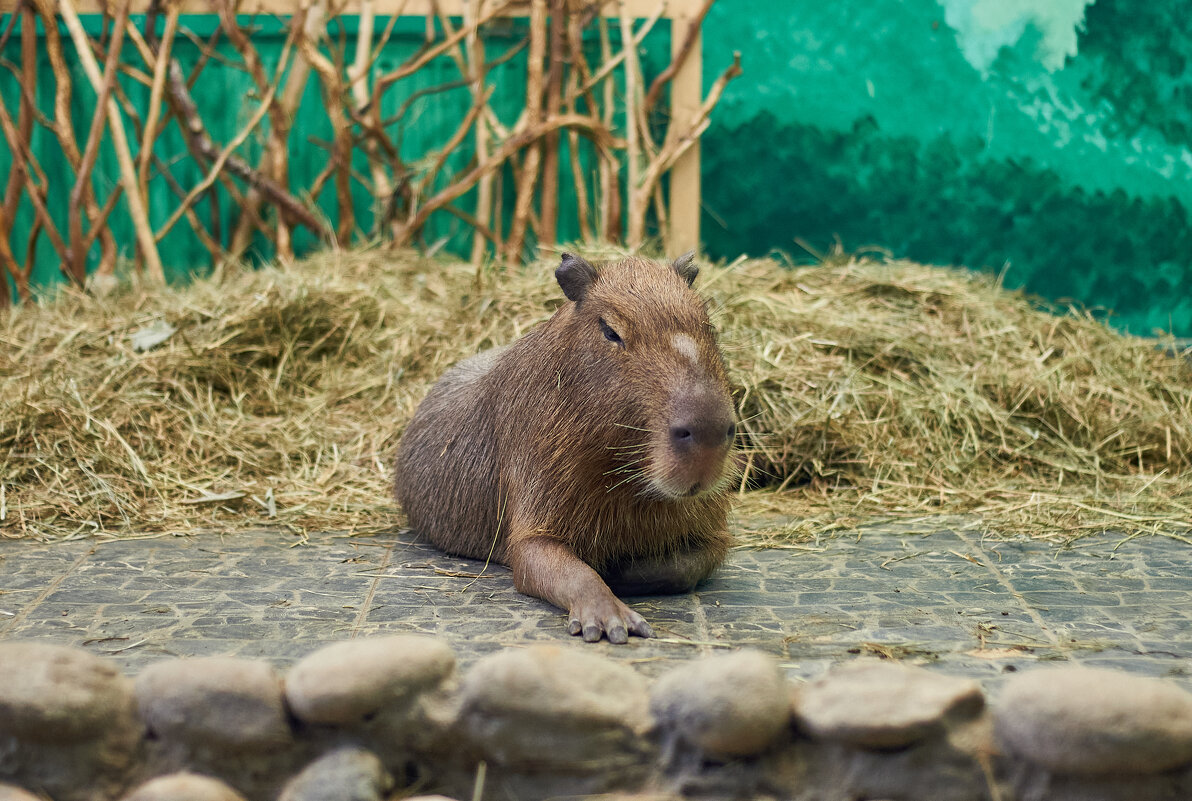 Капибара - Александр Леонов