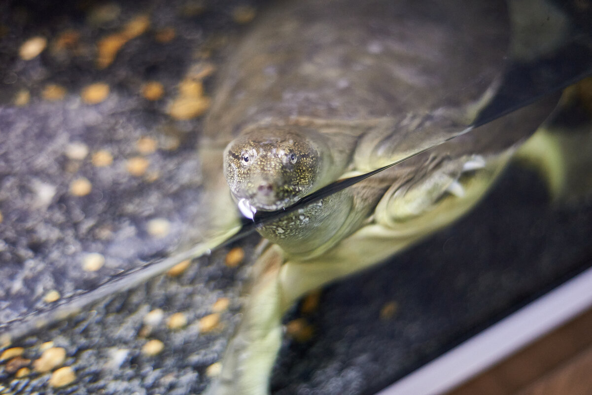 Китайский трионикс - Александр Леонов
