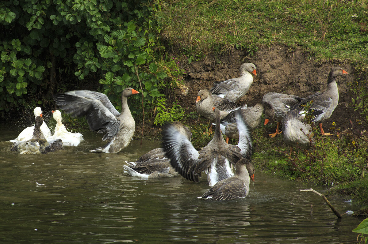 Водные  процедуры - Владимир Гришин