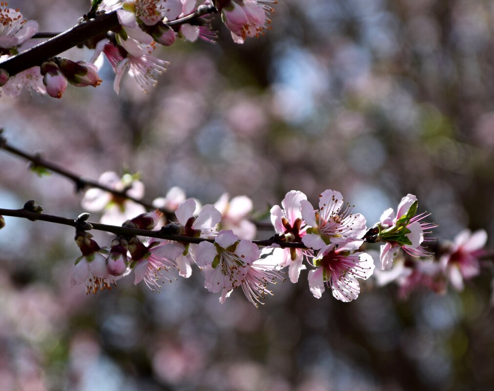 Апрель. Персик - Павленко Михаил 