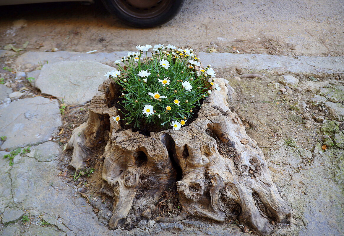 Пенёк зацвёл. - Оля Богданович