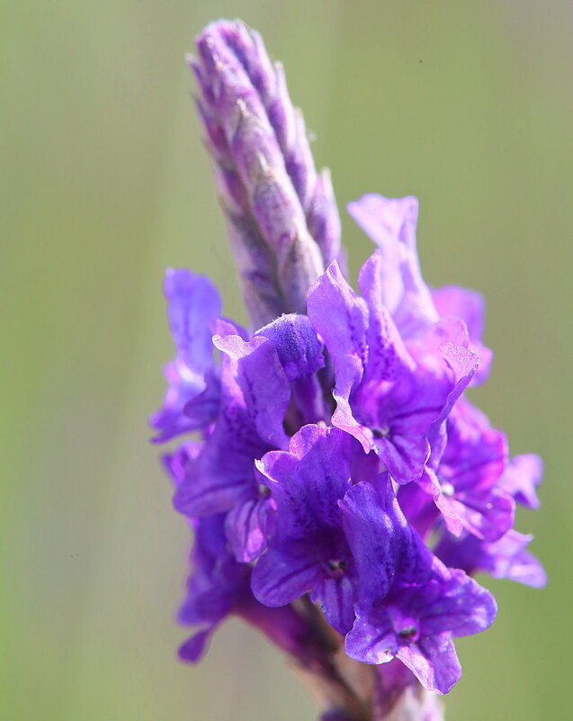 Лаванда. - Оля Богданович