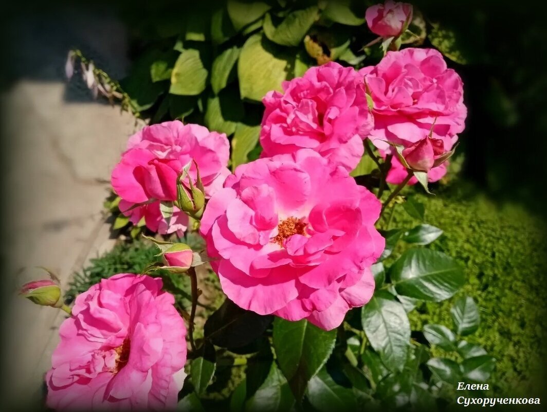 Розовые розы - Елена Сухорученкова