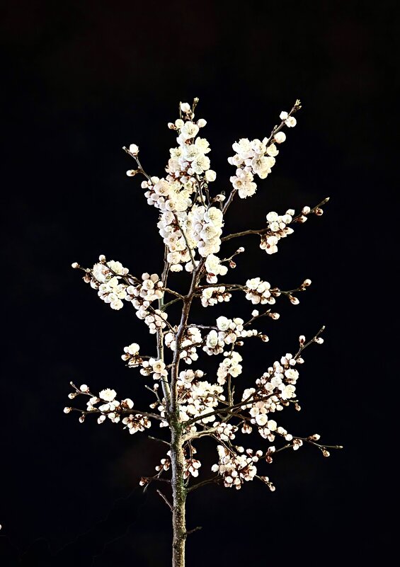 Сакура в ночи. - Pippa 