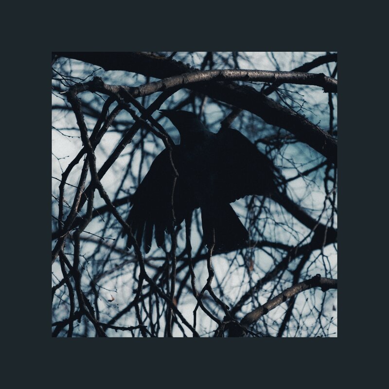 Птичка - Илья Шенгелия