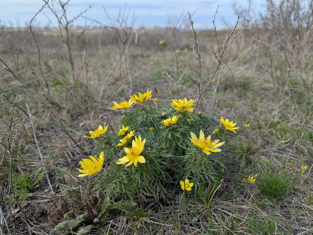 Весна в степи - Андрей Хлопонин
