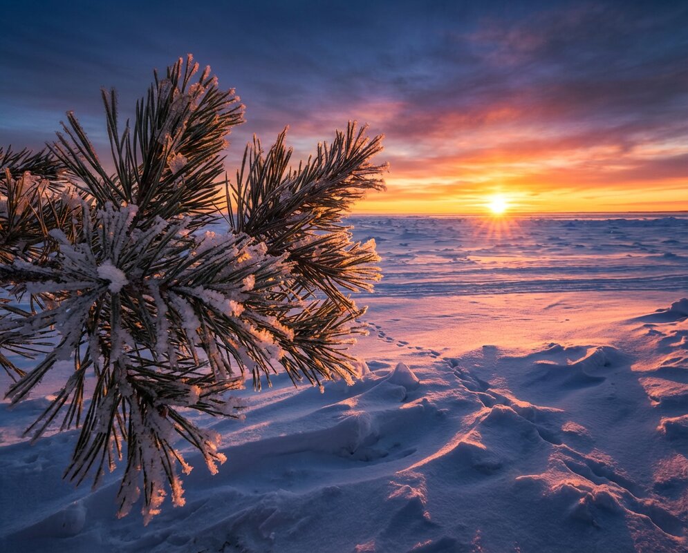 сосновая ветка на фоне зимнего залива - Лилия 