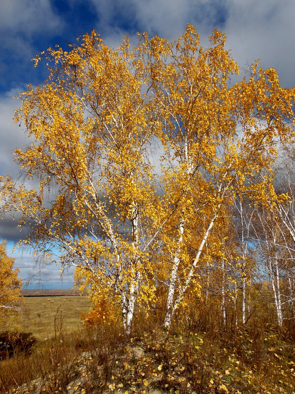 Золото осени. - nadyasilyuk Вознюк