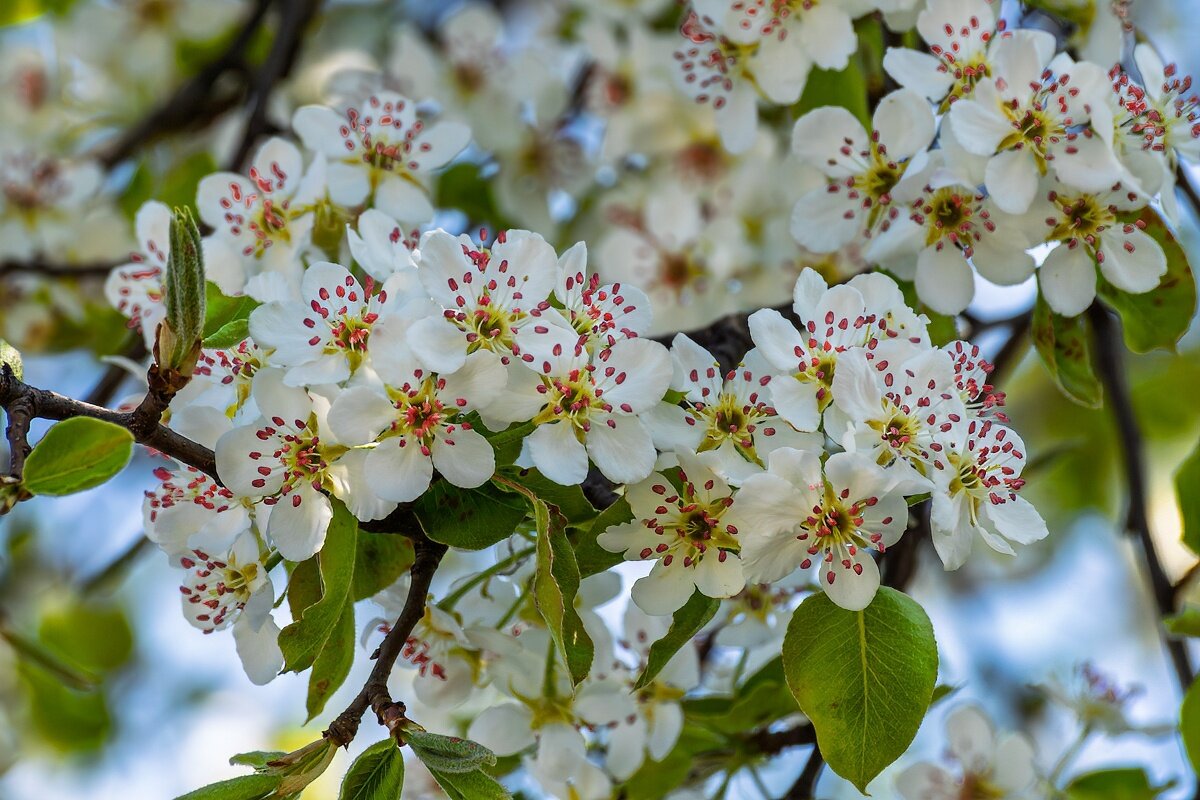 цветет груша - Игорь Сикорский