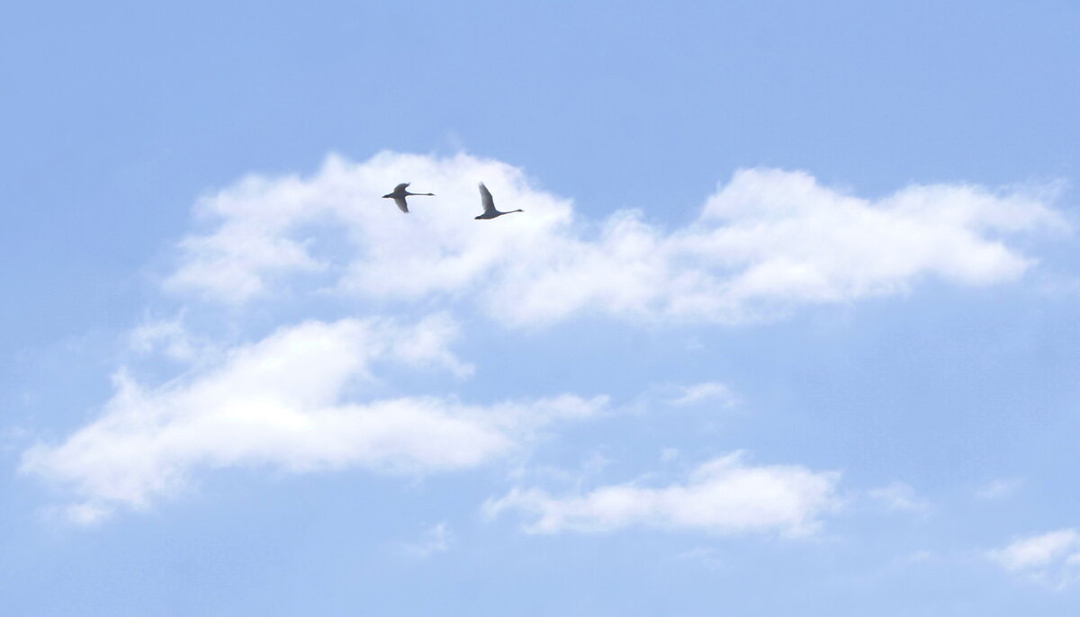 Лебеди в облаках. - сергей ермошкин