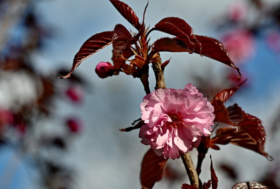 Вишня мелкопильчатая... - Николай Саржанов