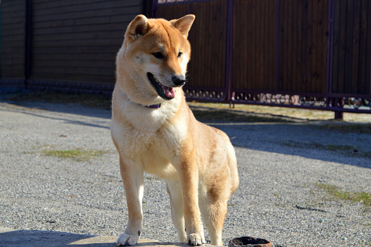 Рэй - Татьяна Лютаева