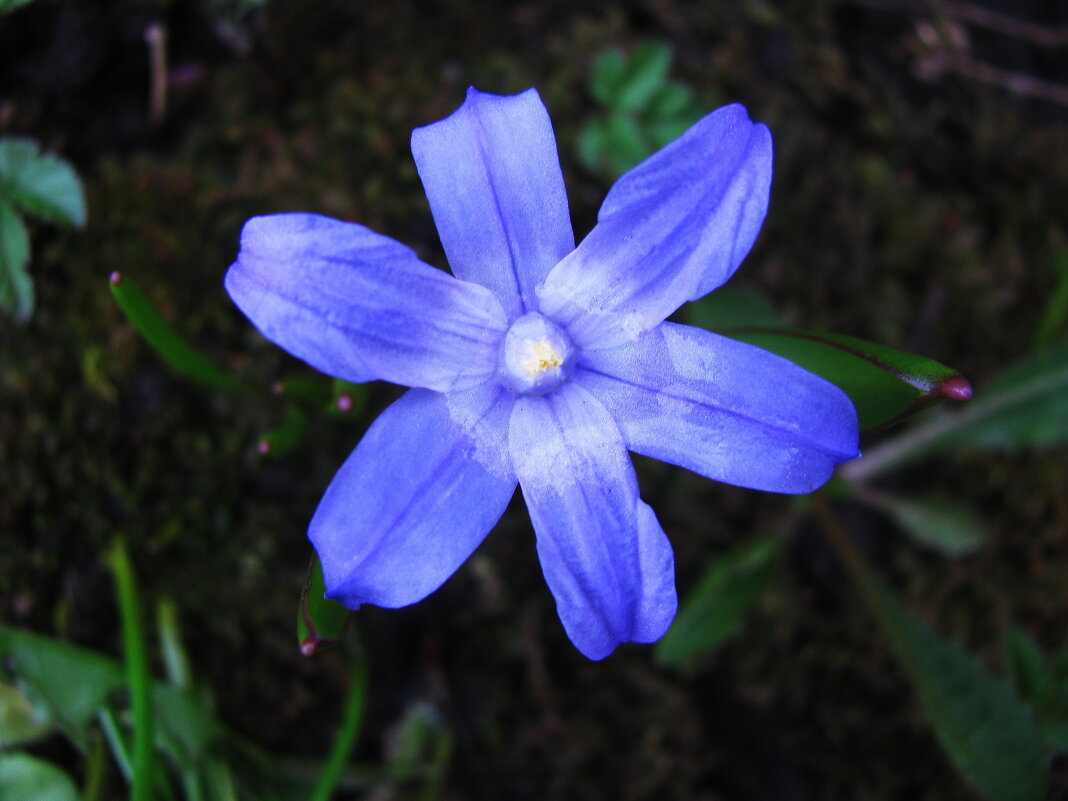 Хионодокса зацветает - Людмила Смородинская