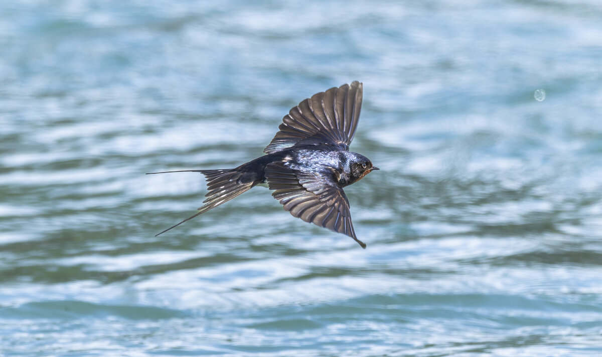 ласточка деревенская - юрий макаров