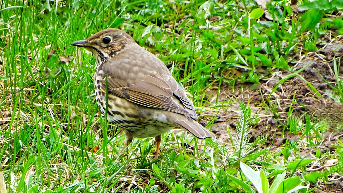Дрозд в городском парке. - Милешкин Владимир Алексеевич 