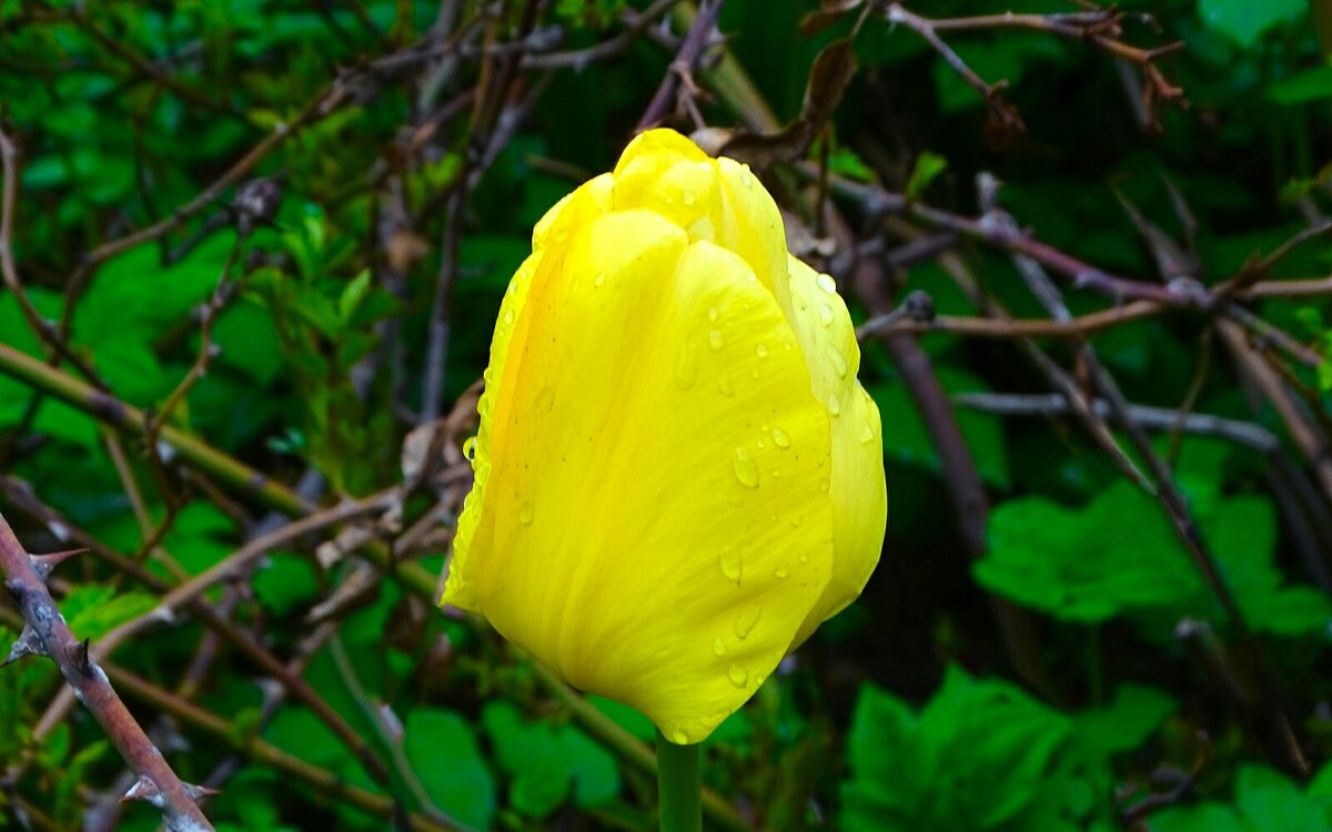 Жёлтый тюльпан в розовом кусту. - Милешкин Владимир Алексеевич 