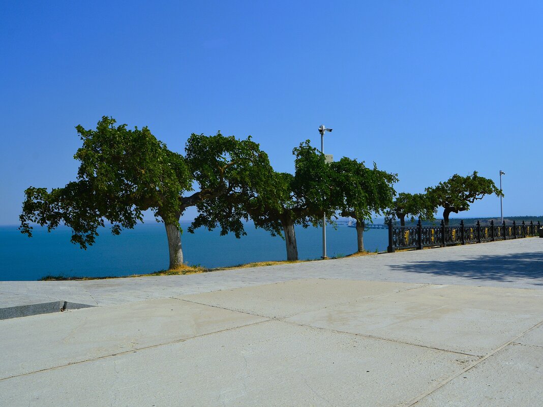 Керчь. Плакучая шелковица на краю склона горы Митридат. - Пётр Чернега