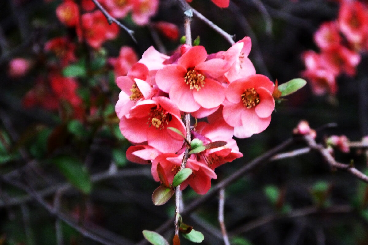 Японская  айва - Валентин Семчишин