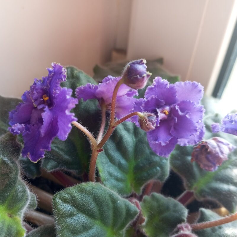 Мои Фиалки - Елена Семигина