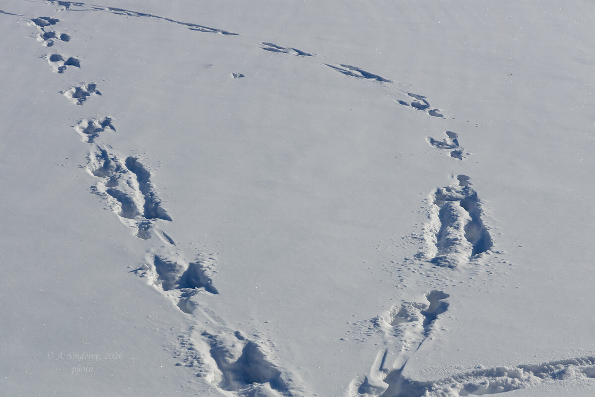 Следы на снегу - Александр Синдерёв