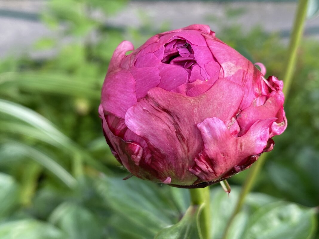 Бутон пиона. - Татьяна 