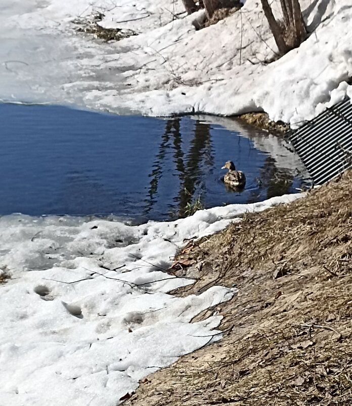 Весна и лужи - ZNatasha -