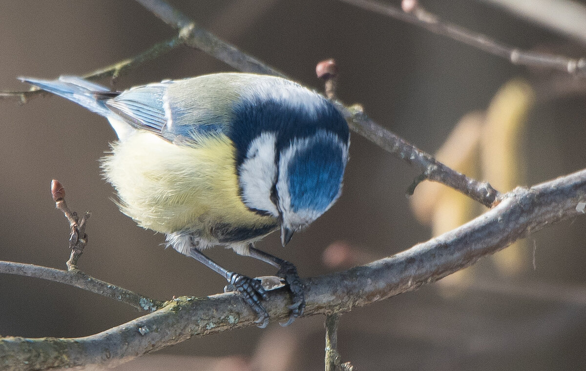 Лазоревка. - Владимир Безбородов
